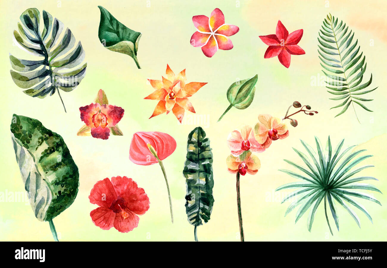 Watercolor set of tropical flowers and green leaves isolated on a white ...