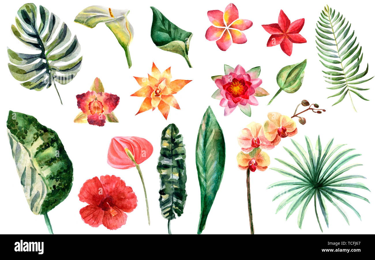 Watercolor set of tropical flowers and green leaves isolated on a white ...