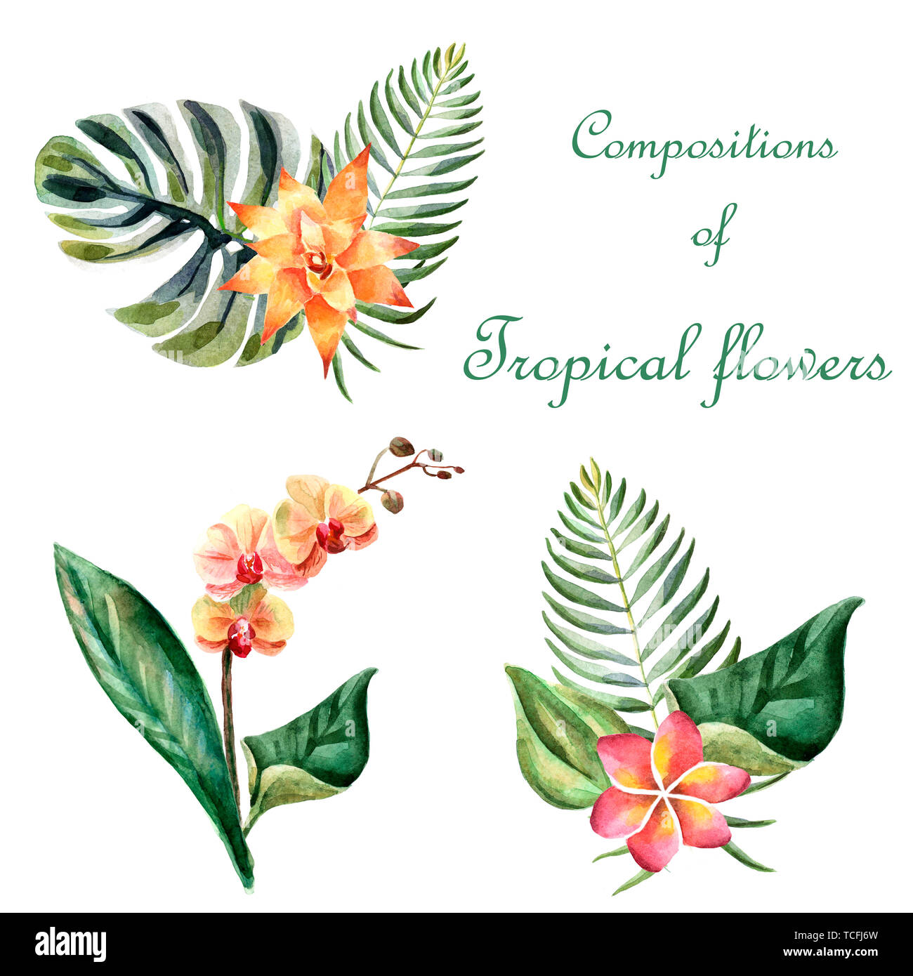 Watercolor tropical floral compositions isolated on a white background Stock Photo