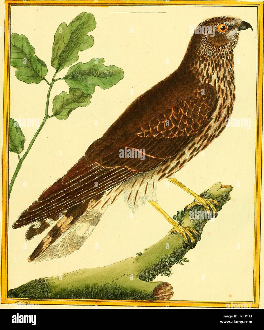 Engraved drawing of the Red-tailed Hawk (Buteo jamaicensis), from the book 'Planches enluminees Dhistoire naturelle' by Francois Nicolas, Louis Jean Marie Daubenton, and Edme-Louis Daubenton, 1765. Courtesy Internet Archive. () Stock Photo