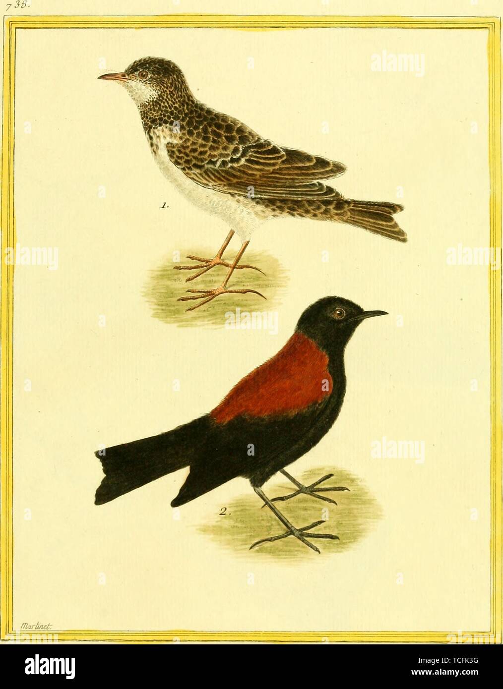 Engraved drawing of the American Rosefinches (Haemorhous), from the book 'Planches enluminees Dhistoire naturelle' by Francois Nicolas, Louis Jean Marie Daubenton, and Edme-Louis Daubenton, 1765. Courtesy Internet Archive. () Stock Photo