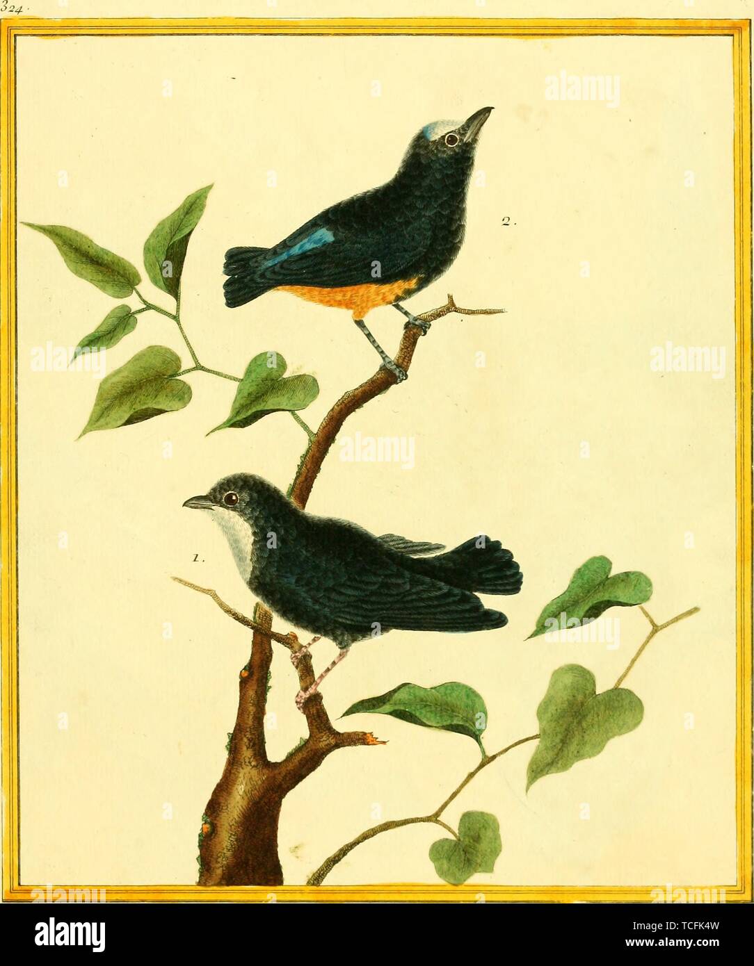 Engraved drawing of the Manakins, White-throated Manakin (Corapipo gutturalis) and White-fronted Manakin (Lepidothrix serena), from the book 'Planches enluminees Dhistoire naturelle' by Francois Nicolas, Louis Jean Marie Daubenton, and Edme-Louis Daubenton, 1765. Courtesy Internet Archive. () Stock Photo