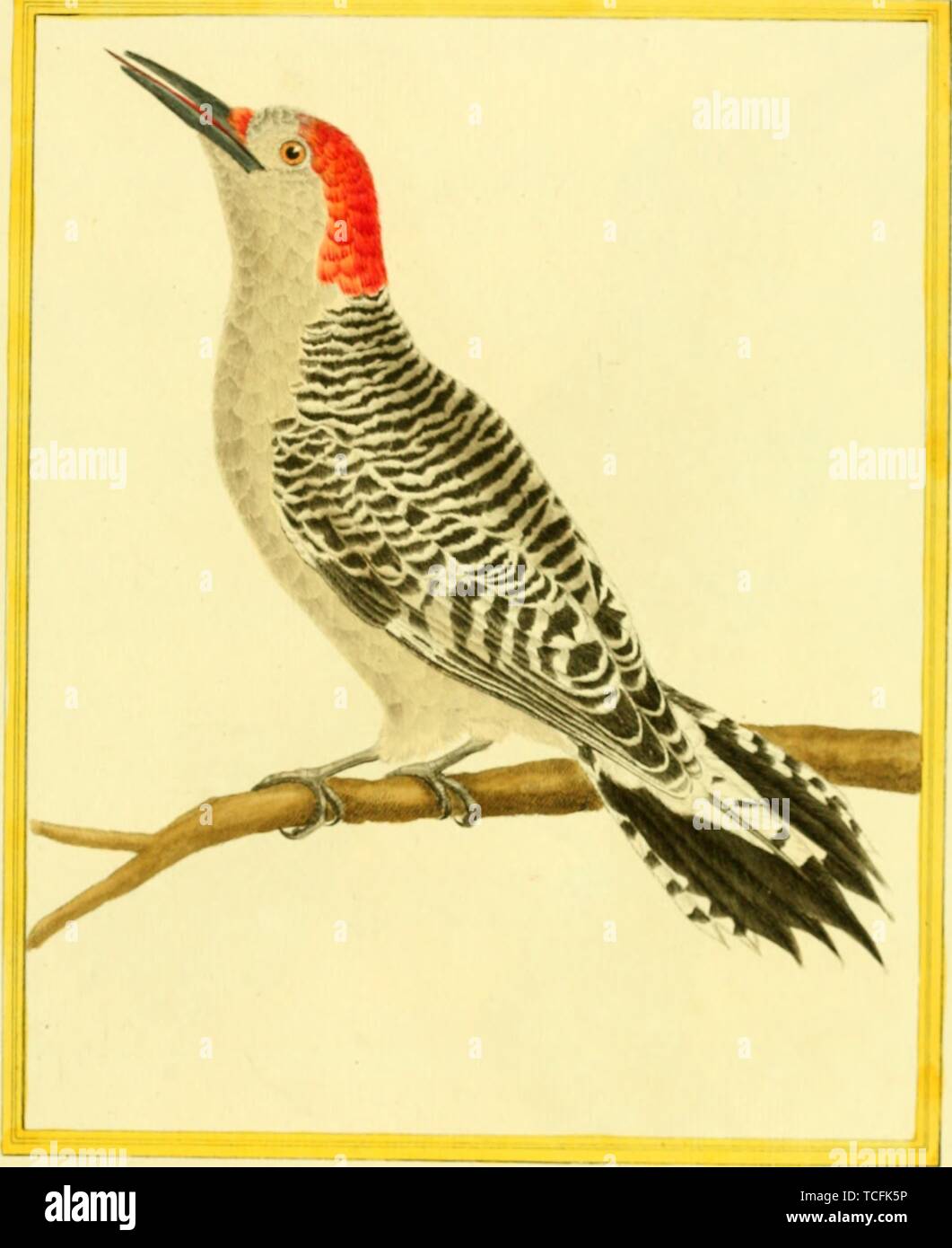 Engraved drawing of the Red-bellied Woodpecker (Melanerpes carolinus), from the book 'Planches enluminees Dhistoire naturelle' by Francois Nicolas, Louis Jean Marie Daubenton, and Edme-Louis Daubenton, 1765. Courtesy Internet Archive. () Stock Photo
