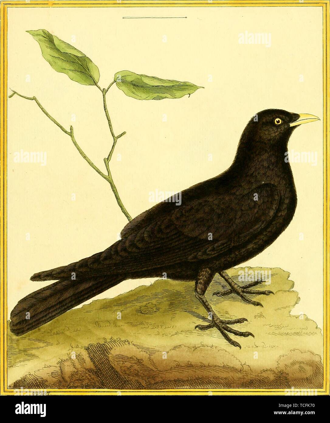 Engraved drawing of the Boat-tailed Grackle (Quiscalus major), from the book 'Planches enluminees Dhistoire naturelle' by Francois Nicolas, Louis Jean Marie Daubenton, and Edme-Louis Daubenton, 1765. Courtesy Internet Archive. () Stock Photo