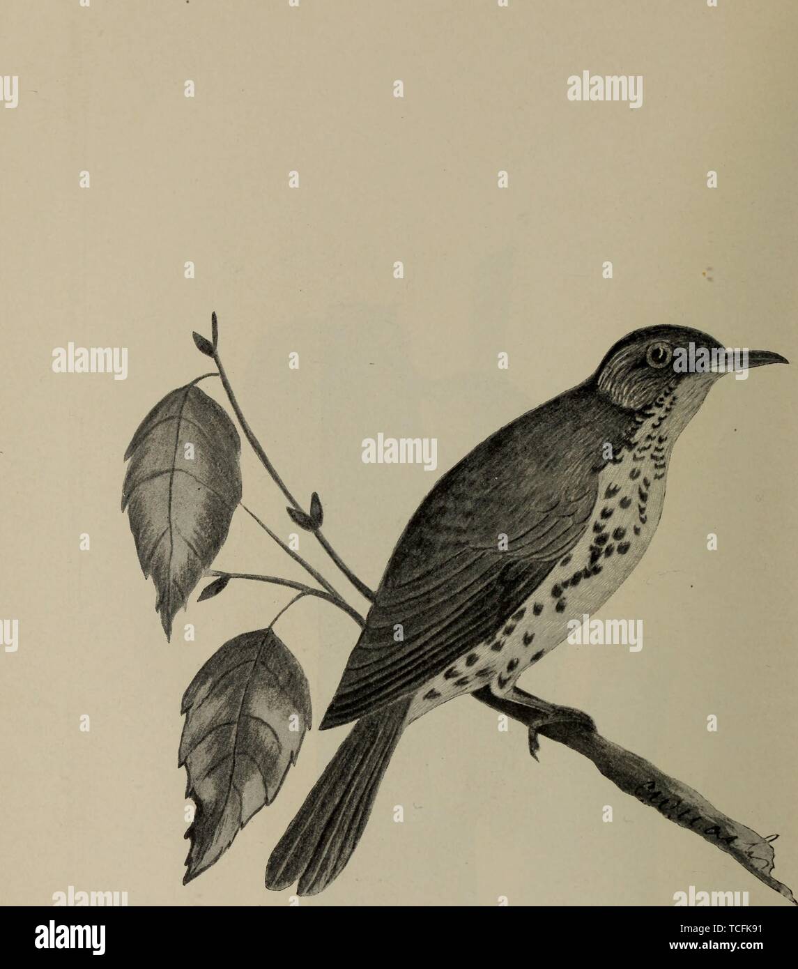 Engraved drawing of the Wood Thrush (Hylocichla mustelina), from the book 'The birds of Ontario in relation to agriculture' by Charles William Nash, 1898. Courtesy Internet Archive. () Stock Photo