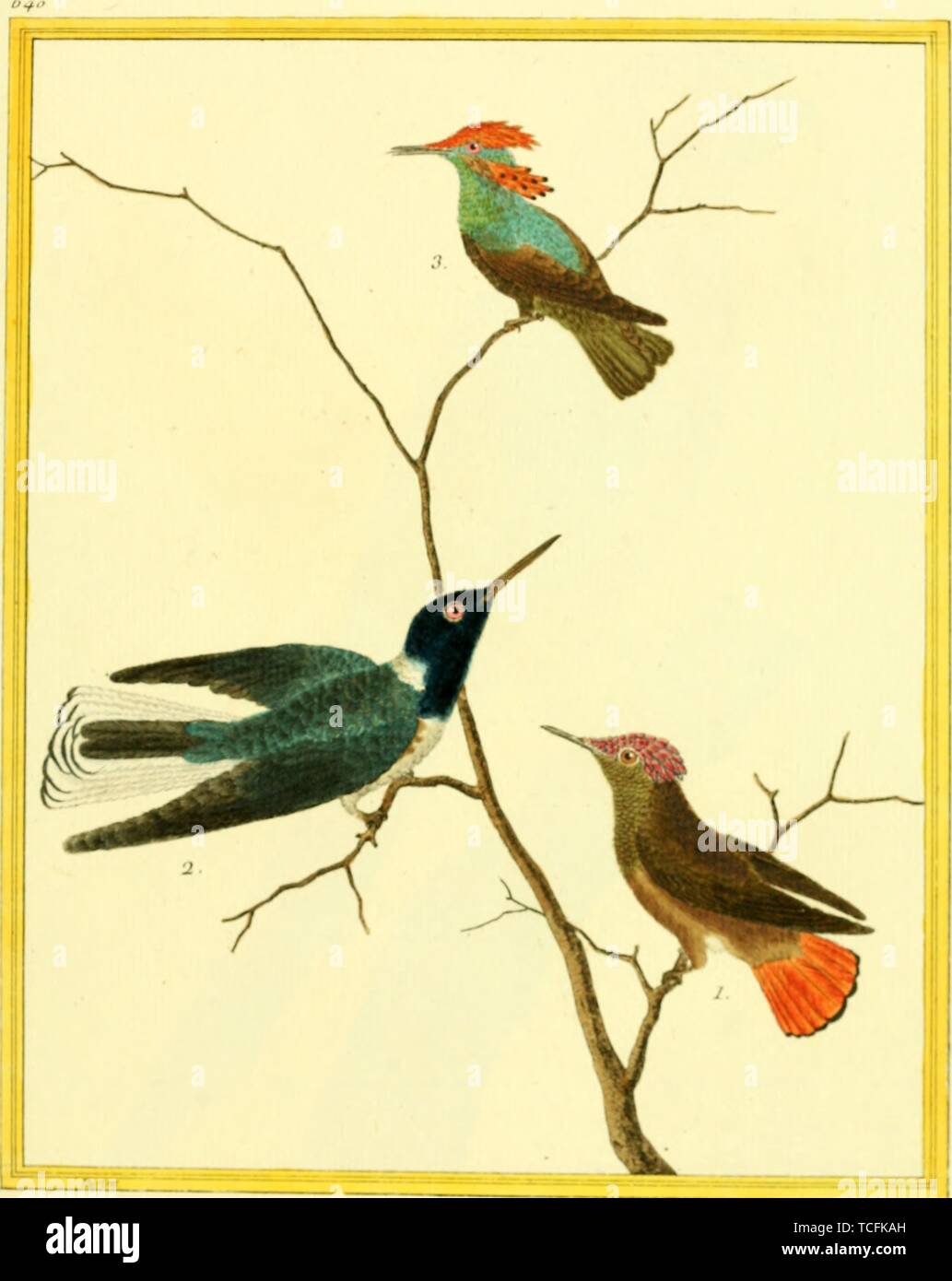 Engraved drawing of the Hummingbirds, Ruby-topaz Hummingbird (Chrysolampis mosquitus), White-necked Jacobin (Florisuga mellivora), and Tufted Coquette (Lophornis ornatus), from the book 'Planches enluminees Dhistoire naturelle' by Francois Nicolas, Louis Jean Marie Daubenton, and Edme-Louis Daubenton, 1765. Courtesy Internet Archive. () Stock Photo
