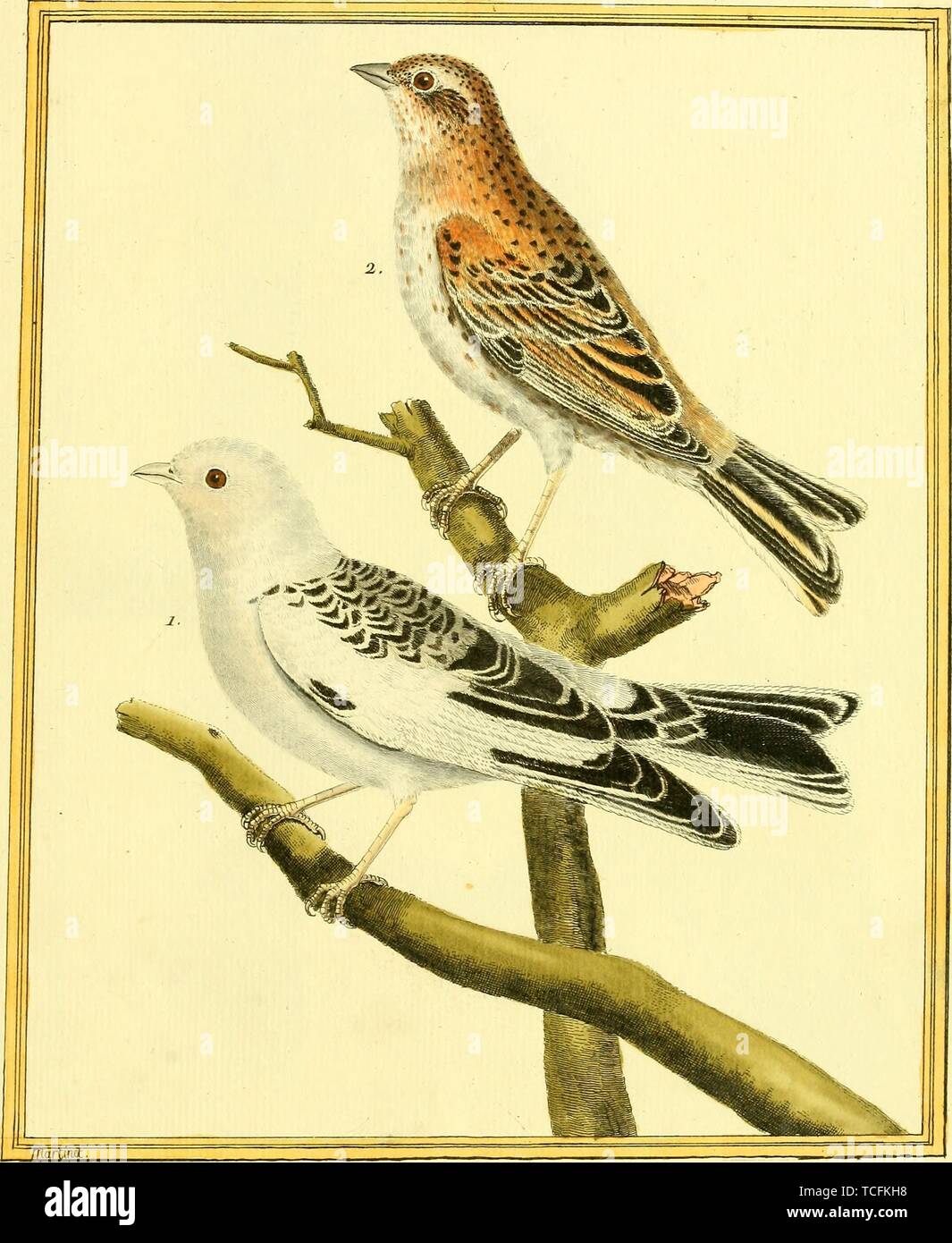 Engraved drawing of the Bramblings (Fringilla montifringilla), male and female, from the book 'Planches enluminees Dhistoire naturelle' by Francois Nicolas, Louis Jean Marie Daubenton, and Edme-Louis Daubenton, 1765. Courtesy Internet Archive. () Stock Photo