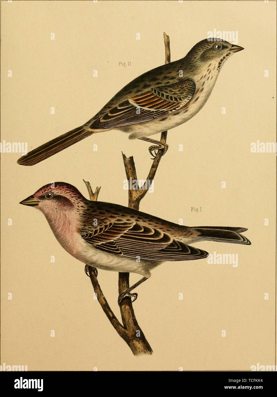Engraved drawing of the Painted Finch (Emblema pictum) and Lincoln's Sparrow (Melospiza lincolnii), from the book 'Reports of explorations and surveys' by Joseph Henry and Spencer Fullerton Baird, 1855. Courtesy Internet Archive. () Stock Photo