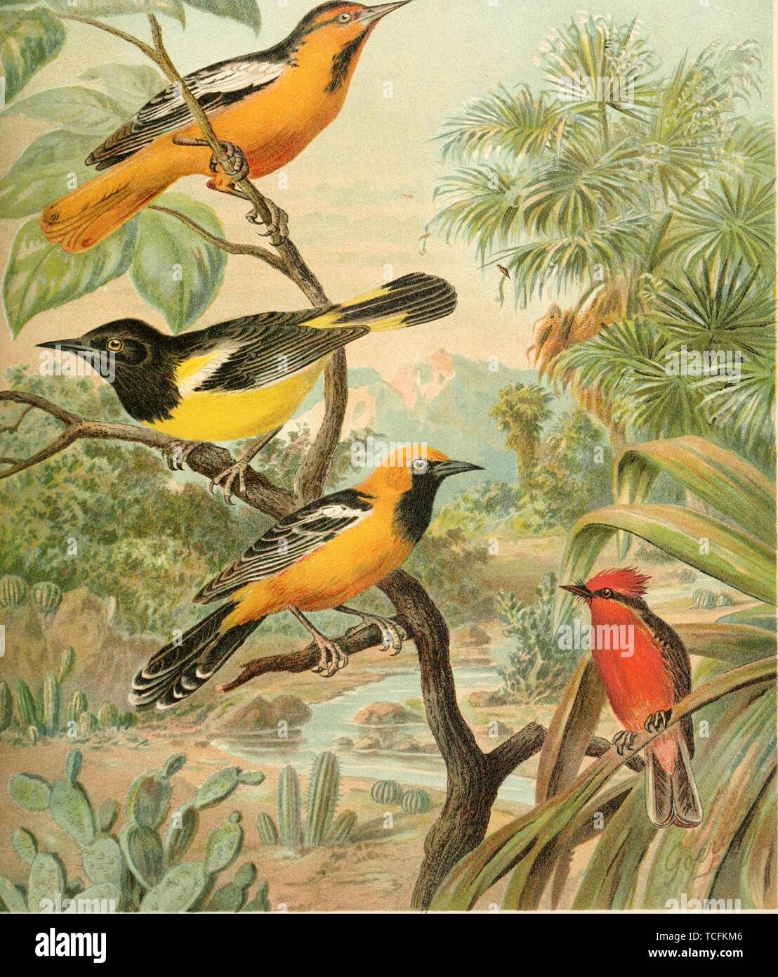 Engraved drawing of the Orioles, Bullock's Oriole (Icterus bullockii), Scott's Oriole (Icterus parisorum), Hooded Oriole (Icterus cucullatus), and Vermilion Flycatcher (Pyrocephalus obscurus), from the book 'Die Nord-Amerikanische Vogelwelt' by Henry Nehrling and Robert Ridgway, 1889. Courtesy Internet Archive. () Stock Photo