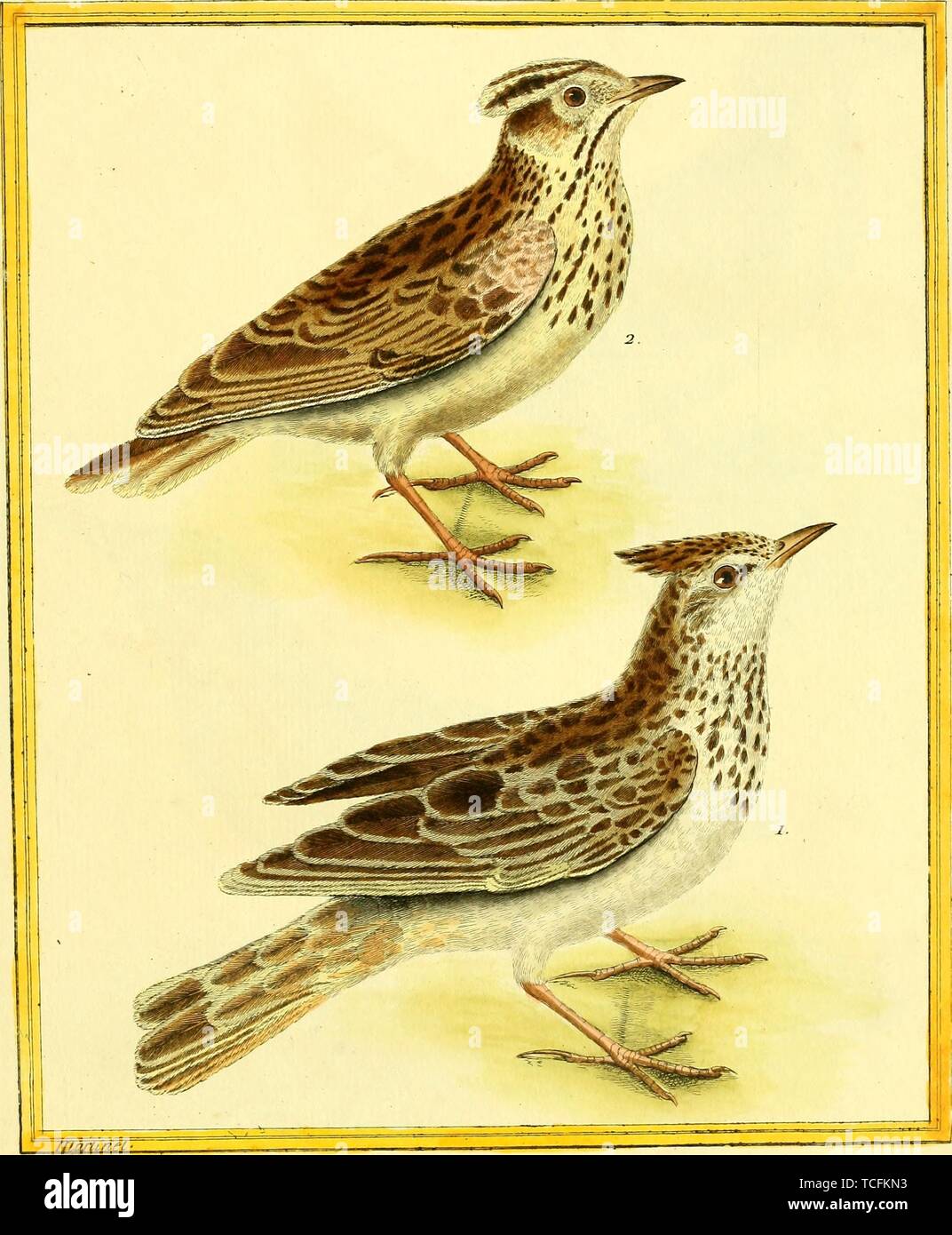 Engraved drawing of the Crested larks (Galerida cristata), male and female, from the book 'Planches enluminees Dhistoire naturelle' by Francois Nicolas, Louis Jean Marie Daubenton, and Edme-Louis Daubenton, 1765. Courtesy Internet Archive. () Stock Photo