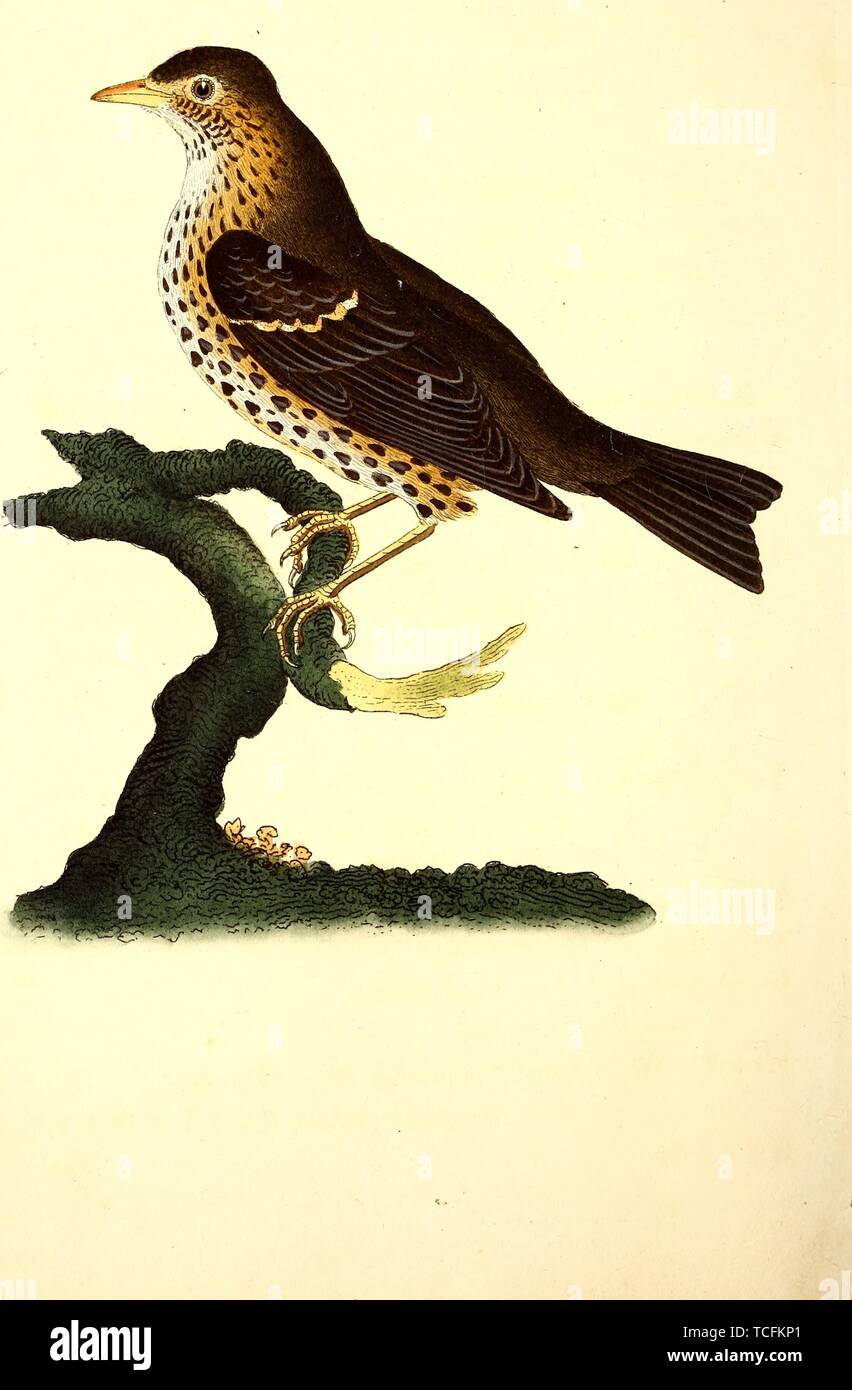 Engraved drawing of the Song Thrush (Turdus philomelos), from the book 'The natural history of British birds' by Edward Donovan, John Latham, Thomas Pennant, and Richard Gilbert, 1794. Courtesy Internet Archive. () Stock Photo