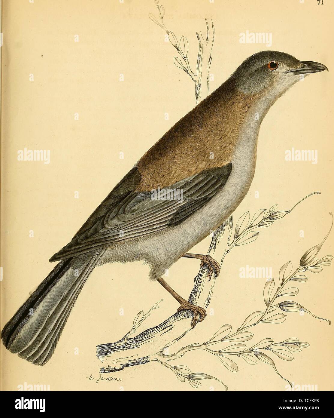 Engraved drawing of the Northern Mockingbird (Mimus polyglottos), the only mockingbird found in North America, 1826. Courtesy Internet Archive. () Stock Photo