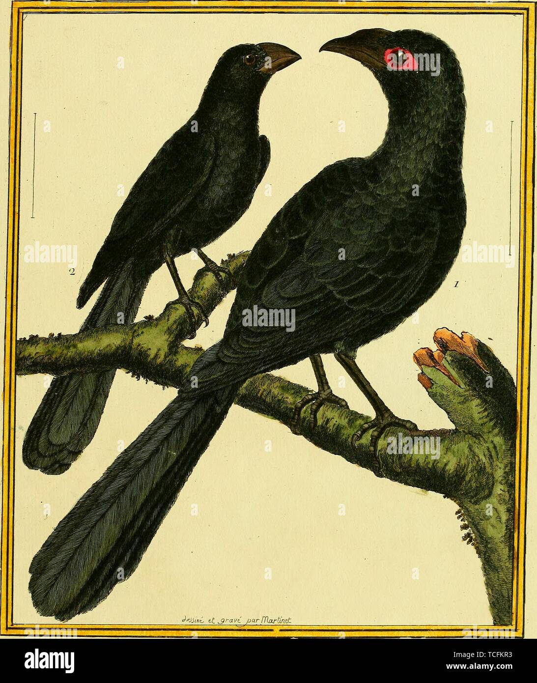Engraved drawing of the Greater Ani (Crotophaga major) and Smooth-billed Ani (Crotophaga ani), from the book 'Planches enluminees Dhistoire naturelle' by Francois Nicolas, Louis Jean Marie Daubenton, and Edme-Louis Daubenton, 1765. Courtesy Internet Archive. () Stock Photo