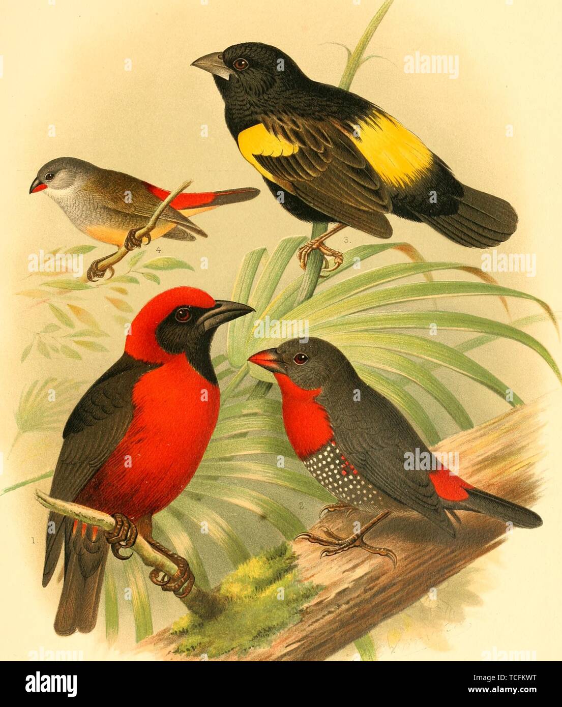 Engraved drawing of the Finches, Red-bellied Malimbe (Malimbus erythrogaster), Grant's Bluebill (Spermophaga poliogenys), Yellow Bishop (Euplectes capensis), and Yellow-breasted Chat (Icteria virens), from the book 'Aves, 1910. Appendix' by William Robert Ogilvie-Grant. Courtesy Internet Archive. () Stock Photo