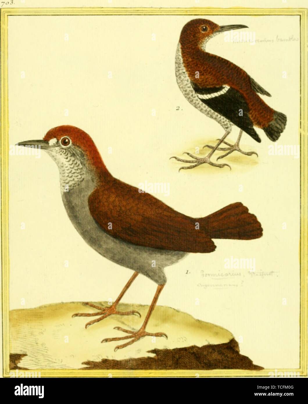 Engraved drawing of the Rufous-capped Antthrushes (Formicarius colma), male and female, from the book 'Planches enluminees Dhistoire naturelle' by Francois Nicolas, Louis Jean Marie Daubenton, and Edme-Louis Daubenton, 1765. Courtesy Internet Archive. () Stock Photo