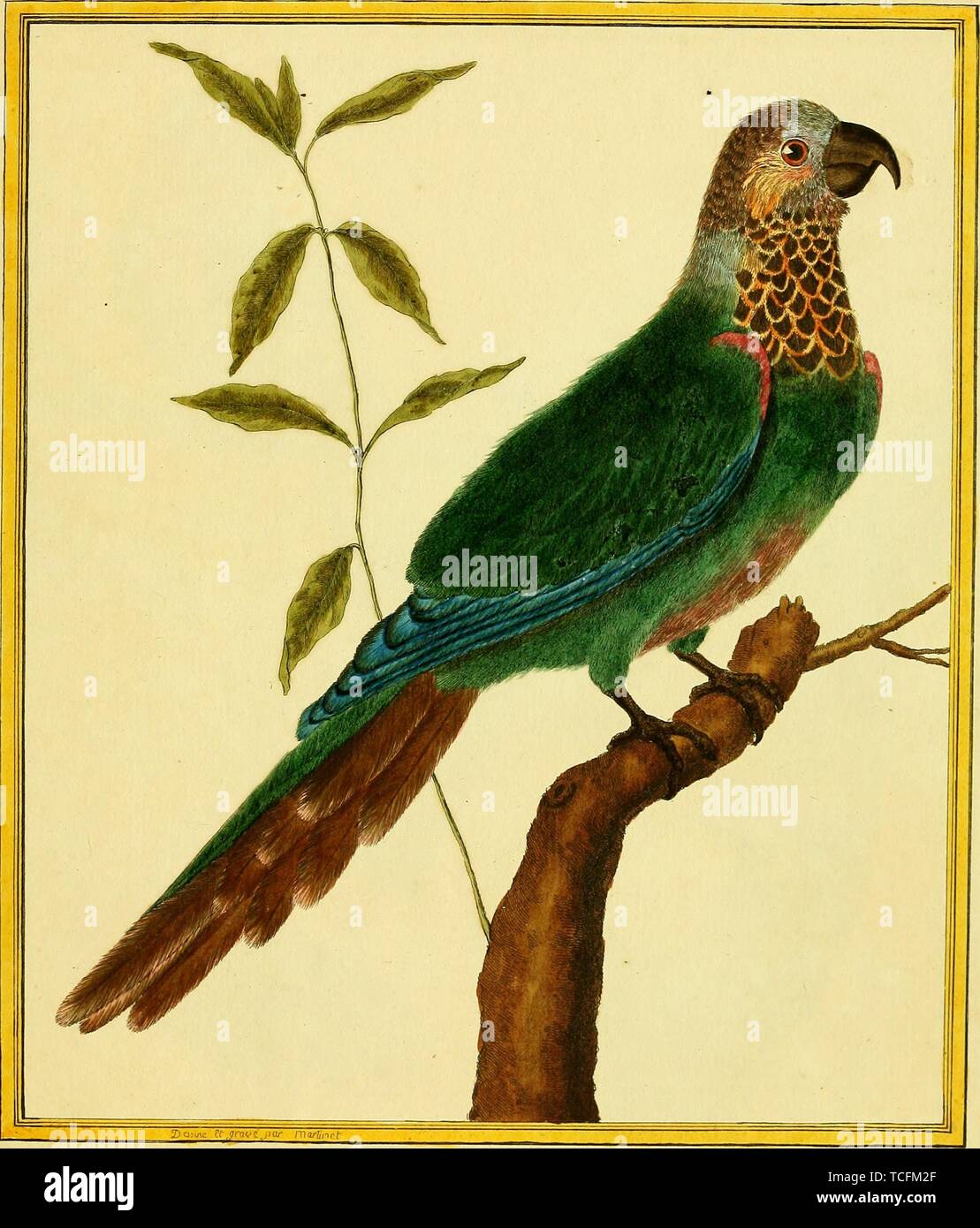 Engraved drawing of the Brown-throated Parakeet (Eupsittula pertinax), from the book 'Planches enluminees Dhistoire naturelle' by Francois Nicolas, Louis Jean Marie Daubenton, and Edme-Louis Daubenton, 1765. Courtesy Internet Archive. () Stock Photo