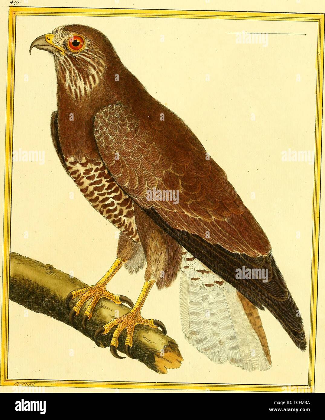 Engraved drawing of the Sharp-shinned Hawk (Accipiter striatus), from the book 'Planches enluminees Dhistoire naturelle' by Francois Nicolas, Louis Jean Marie Daubenton, and Edme-Louis Daubenton, 1765. Courtesy Internet Archive. () Stock Photo