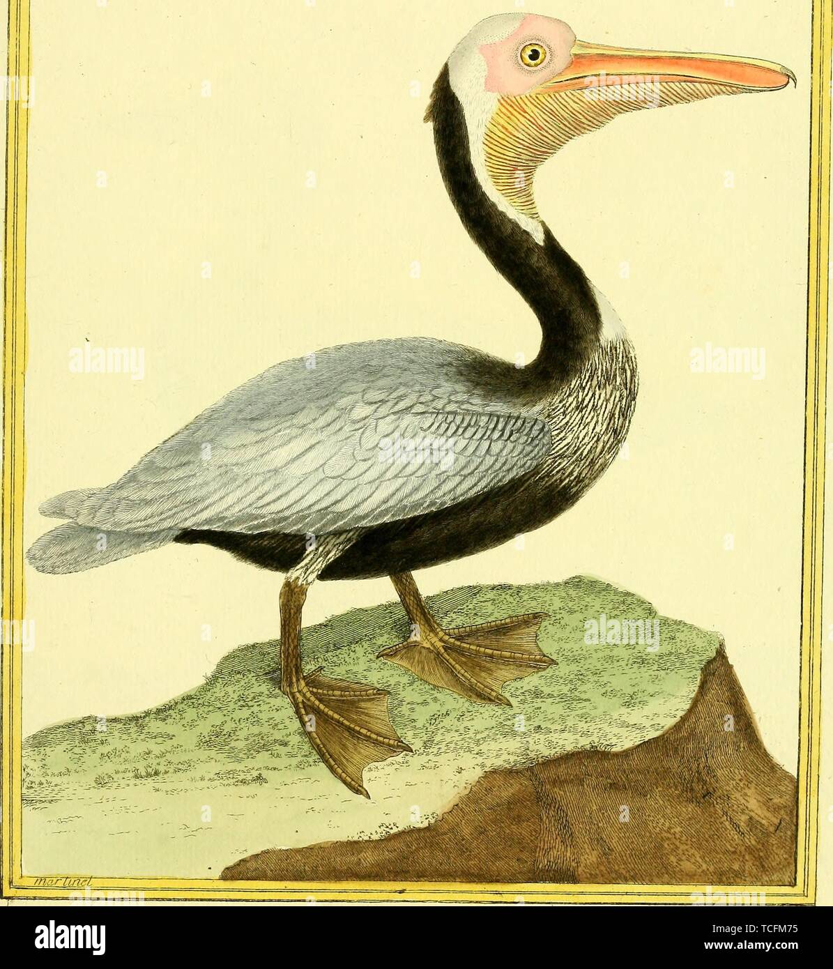 Engraved drawing of the Brown Pelican (Pelecanus occidentalis), from the book 'Planches enluminees Dhistoire naturelle' by Francois Nicolas, Louis Jean Marie Daubenton, and Edme-Louis Daubenton, 1765. Courtesy Internet Archive. () Stock Photo