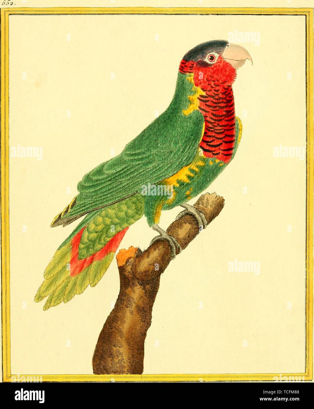Engraved drawing of the Red-breasted Parakeet (Psittacula alexandri), from the book 'Planches enluminees Dhistoire naturelle' by Francois Nicolas, Louis Jean Marie Daubenton, and Edme-Louis Daubenton, 1765. Courtesy Internet Archive. () Stock Photo