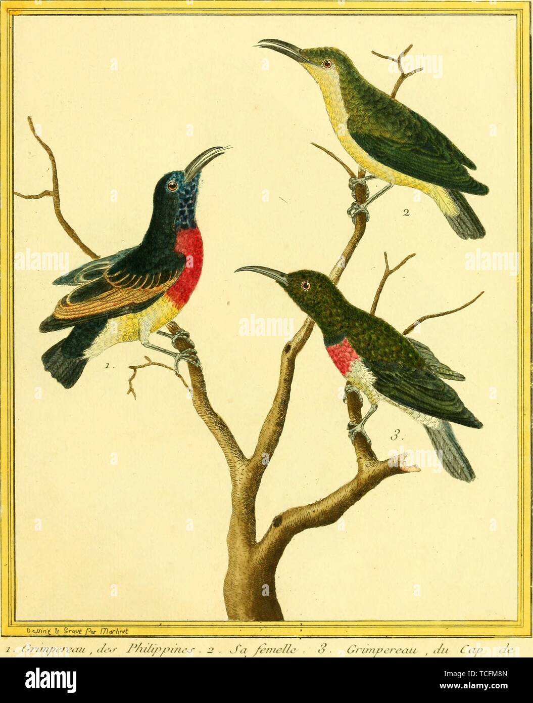 Engraved drawing of the Greater Double-collared Sunbird (Cinnyris afer), Olive-backed Sunbird (Cinnyris jugularis), and Southern Double-collared Sunbird (Cinnyris chalybeus), from the book 'Planches enluminees Dhistoire naturelle' by Francois Nicolas, Louis Jean Marie Daubenton, and Edme-Louis Daubenton, 1765. Courtesy Internet Archive. () Stock Photo