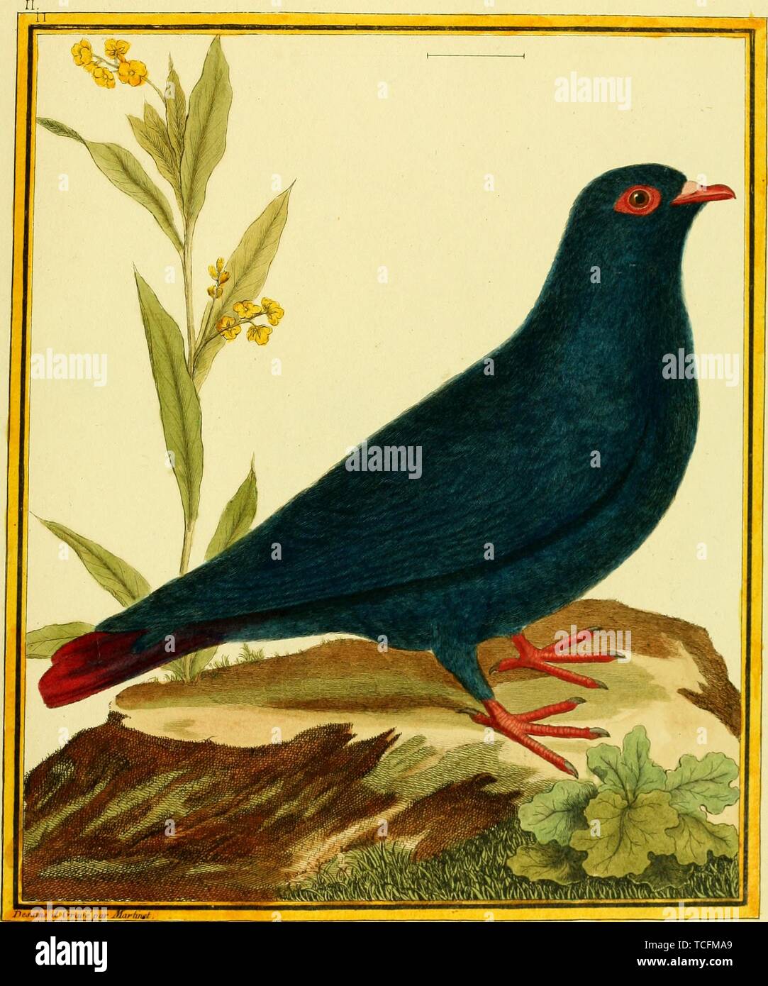 Engraved drawing of the Madagascan Blue Pigeon (Alectroenas madagascariensis), from the book 'Planches enluminees Dhistoire naturelle' by Francois Nicolas, Louis Jean Marie Daubenton, and Edme-Louis Daubenton, 1765. Courtesy Internet Archive. () Stock Photo