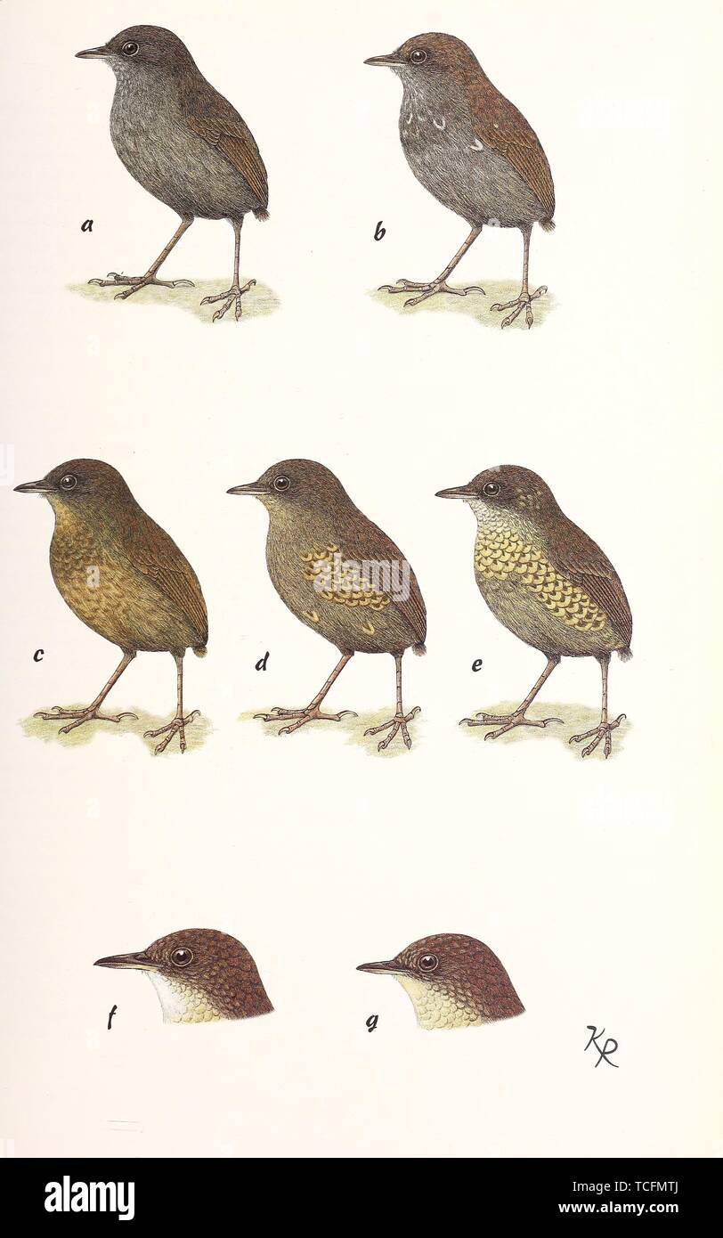 Engraved drawings of the Red-backed Sandpipers (Tringa alpina), from the book 'Bonner Zoologische Monographien' by Zoologisches Forschungsinstitut und Museum Alexander Koenig, 1971. Courtesy Internet Archive. () Stock Photo