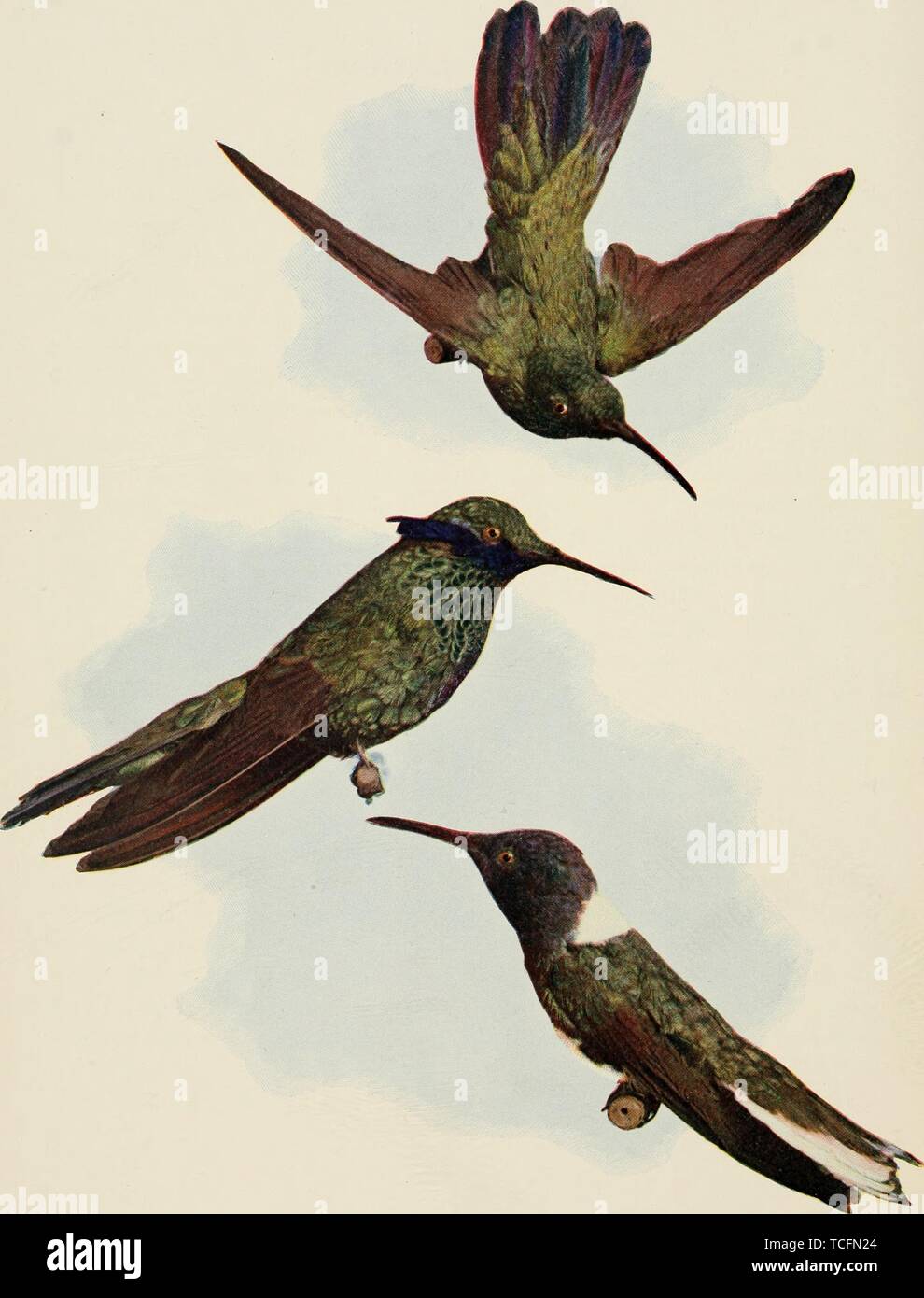 Engraved drawings of the Hummingbirds (Trochilidae), from the book 'Birds and all nature' by Charles C. Marble and William Kerr Higley, 1896. Courtesy Internet Archive. () Stock Photo