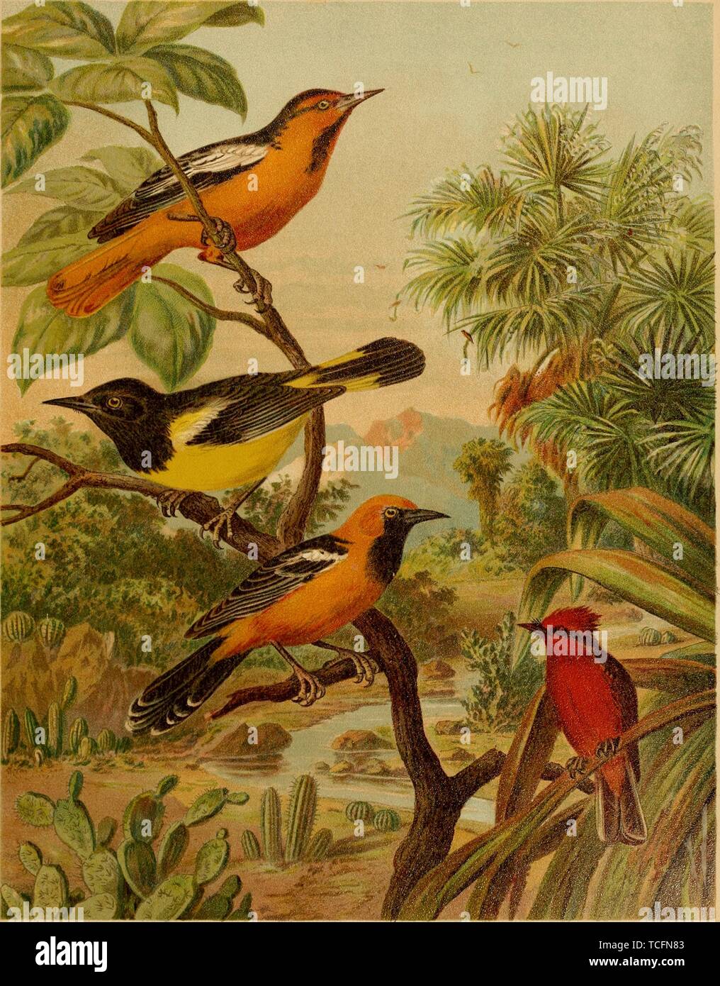 Engraved drawings of the Orioles, Bullock's Oriole (Icterus bullockii), Scott's Oriole (Icterus parisorum), Hooded Oriole (Icterus cucullatus), and Vermilion Flycatcher (Pyrocephalus obscurus), from the book 'Die Nordamerikanische Vogelwelt' by Henry Nehrling and Robert Ridgway, 1891. Courtesy Internet Archive. () Stock Photo