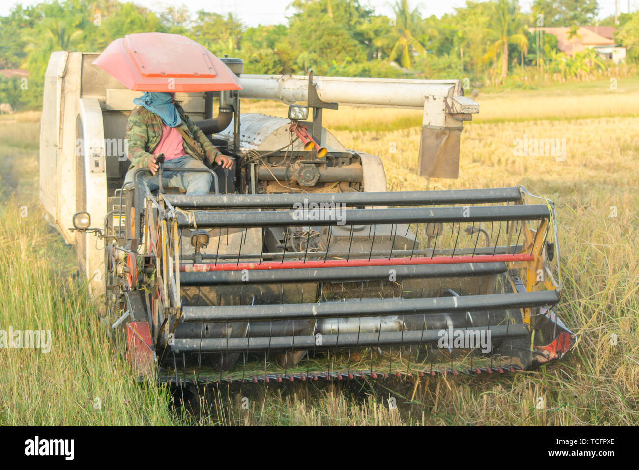Harvester machine working harvesting rice in the field Stock Photo Alamy