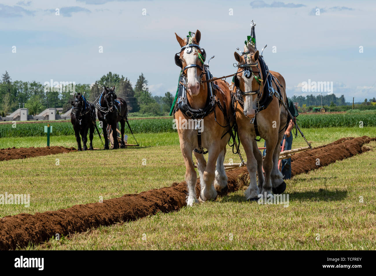 Team of horses nearing the end of a furrow.  2019 International Plowing Match.  Berthusen Park, Lynden, Washington Stock Photo