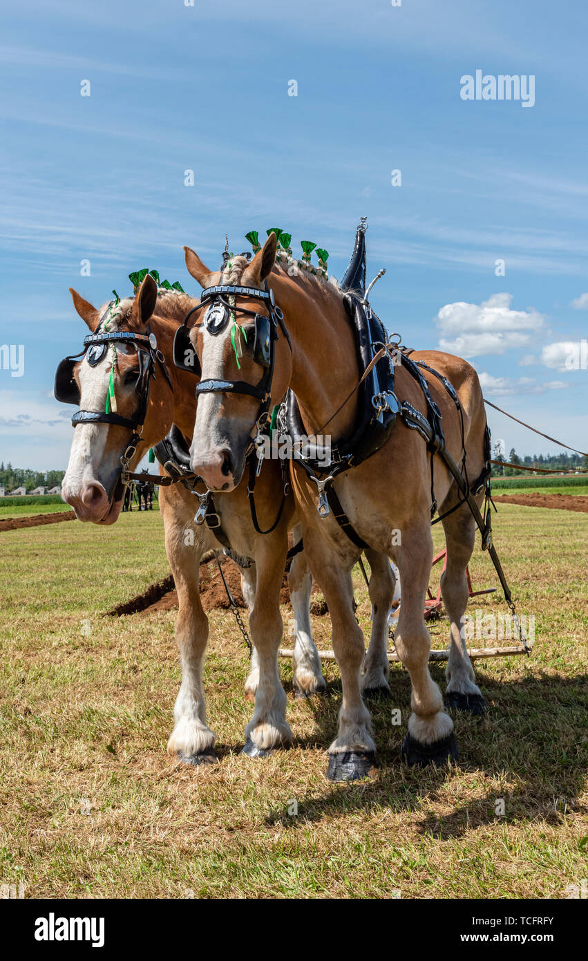 Horse team resting at the end of a furrow.  2019 International Plowing Match.  Berthusen Park, Lynden, Washington Stock Photo