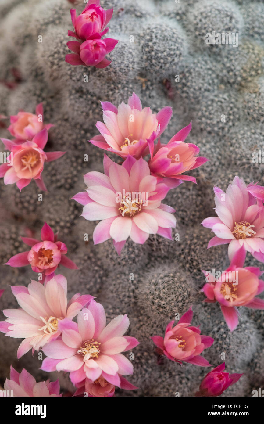 Rebutia 'Celebration' syn. Aylostera 'Celebration’. Rebutia ‘Celebration’ Cactus in flower Stock Photo