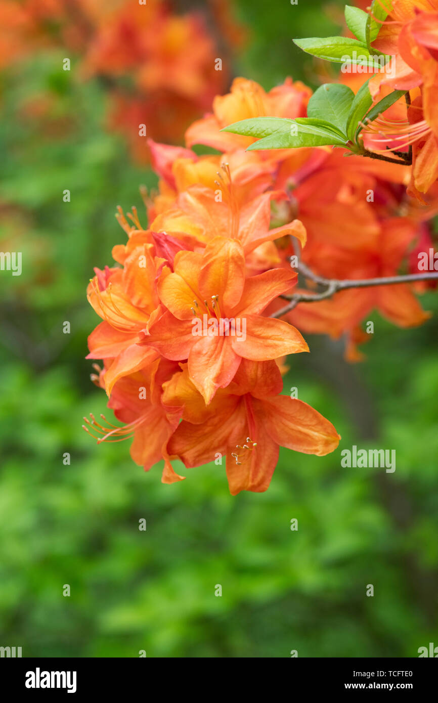 Rhododendron ‘Golden sunset’ flowering in spring. UK. Stock Photo