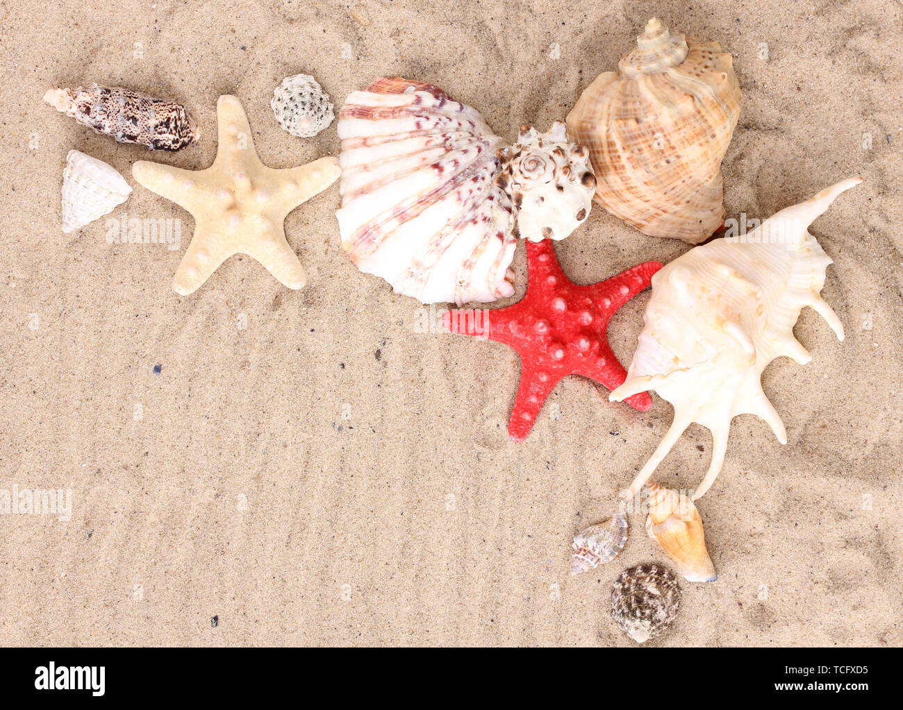 Seashells and starfish on sand Stock Photo - Alamy