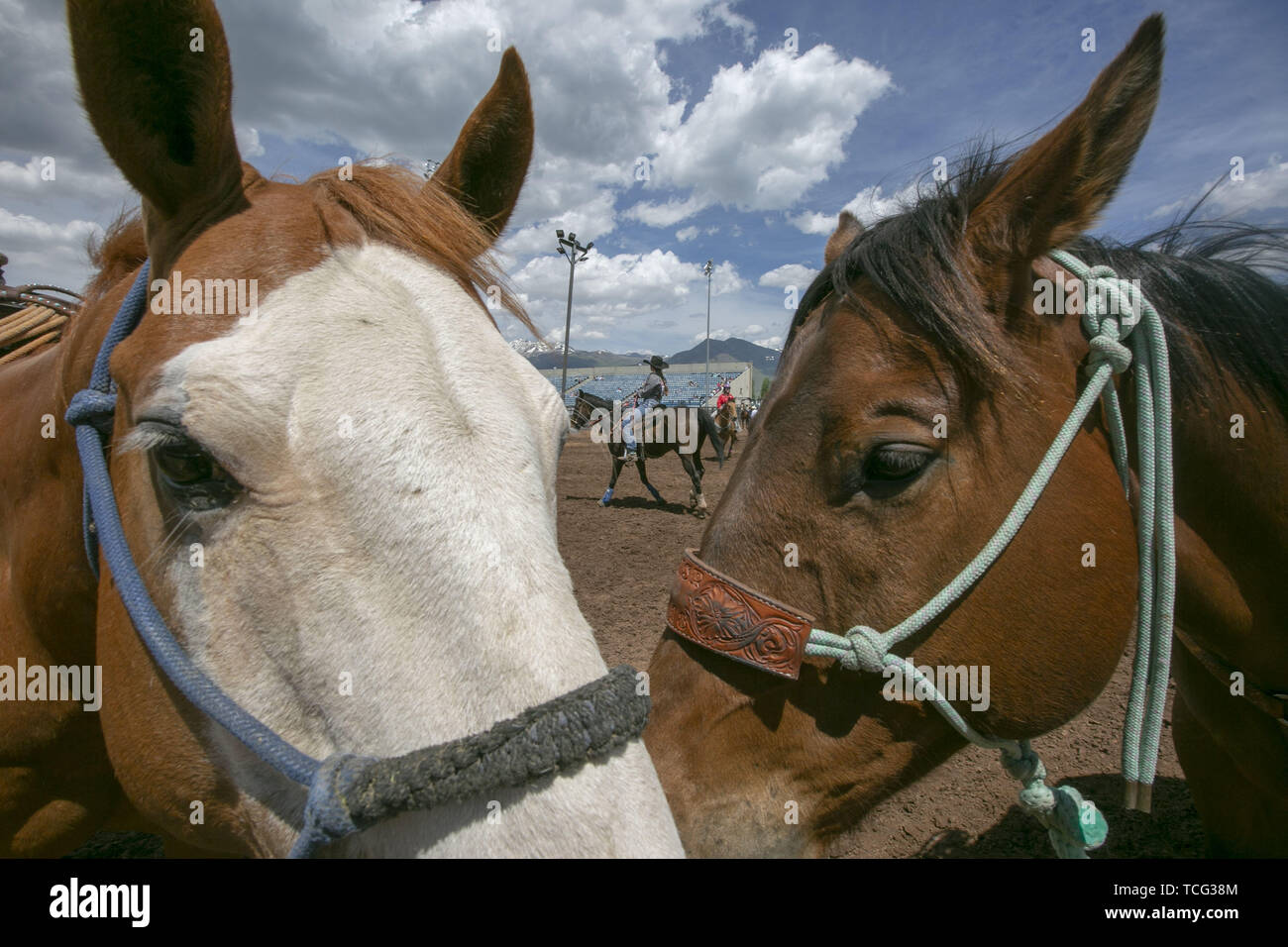 Heber City, Utah, USA. 6th June, 2019. Students on horseback warm up before taking part in the pole bending event at the Utah High School Rodeo Association Finals in Heber City Utah, June 7, 2019. Students from across the state of Utah gathered to compete in Barrel Racing, Pole Bending, Goat Tying, Breakaway Roping, Cow Cutting, Bull Riding, Bareback Riding, Saddle Bronc Riding, Tie Down Roping, Steer Wrestling, and Team Roping. Credit: Natalie Behring/ZUMA Wire/Alamy Live News Stock Photo