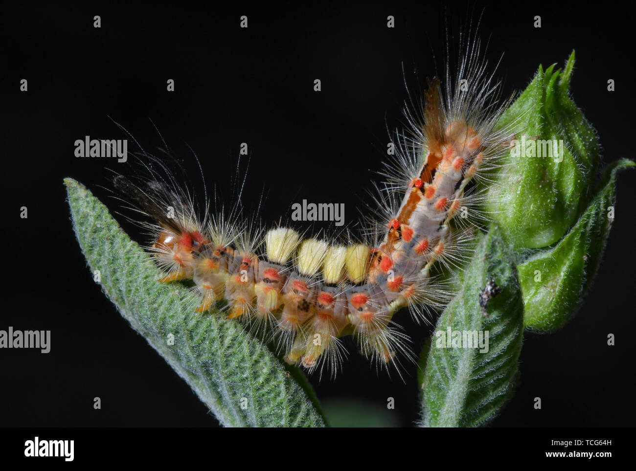 Sieversdorf, Germany. 08th June, 2019. A caterpillar of the sloe brushspinner crawls over a sage plant. The caterpillars are about 30 millimeters long and are strikingly colored and hairy. Credit: Patrick Pleul/dpa-Zentralbild/ZB/dpa/Alamy Live News Stock Photo