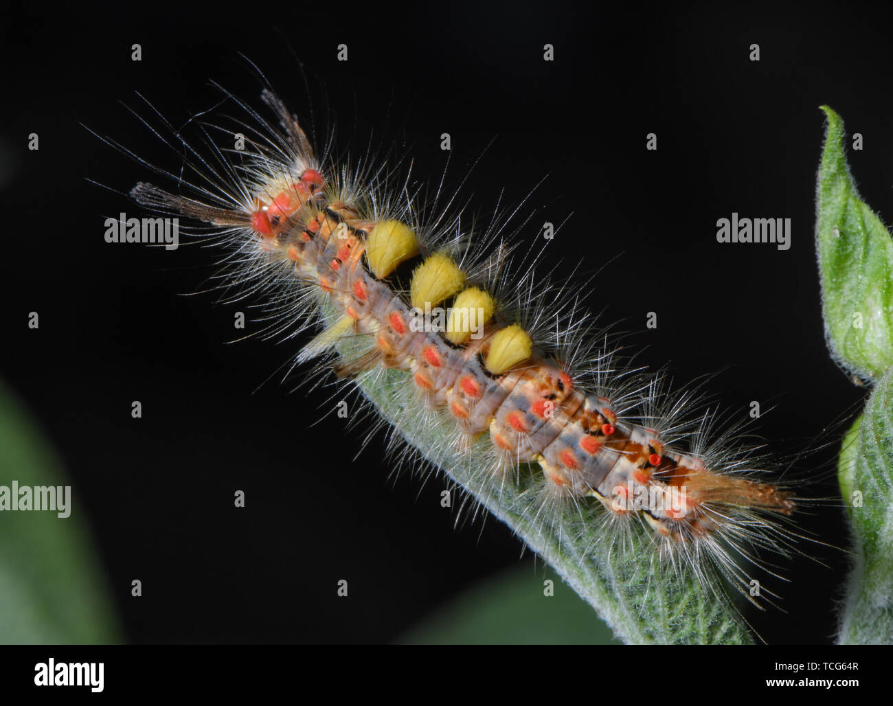 Sieversdorf, Germany. 08th June, 2019. A caterpillar of the sloe brushspinner crawls over a sage plant. The caterpillars are about 30 millimeters long and are strikingly colored and hairy. Credit: Patrick Pleul/dpa-Zentralbild/dpa/Alamy Live News Stock Photo