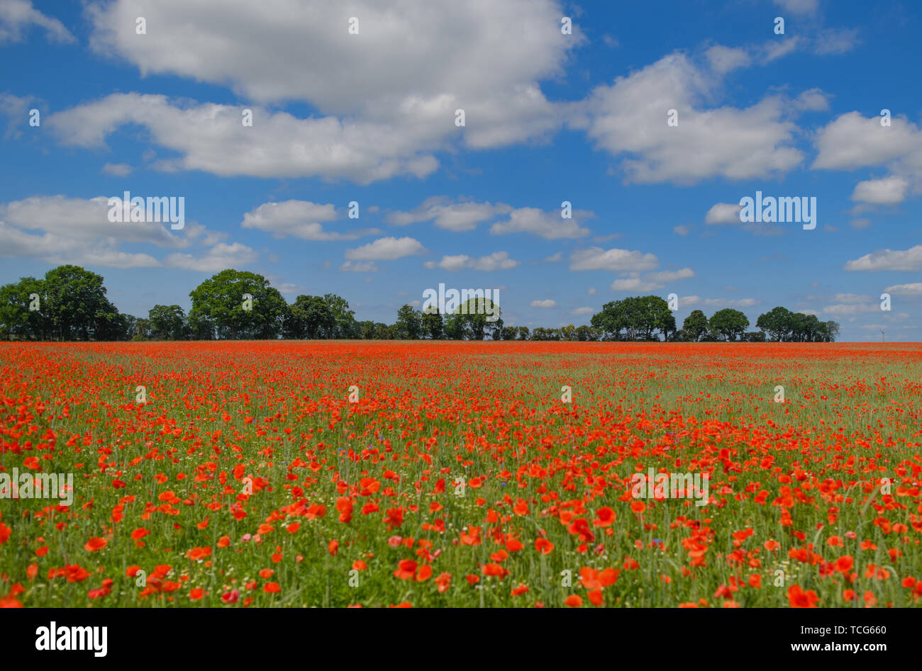 Grain glows hi res stock photography and images Alamy