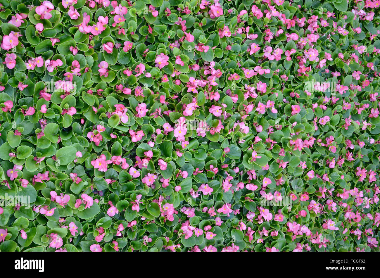 Cover photo of pink begonia flowers. Floral pattern. Flower background