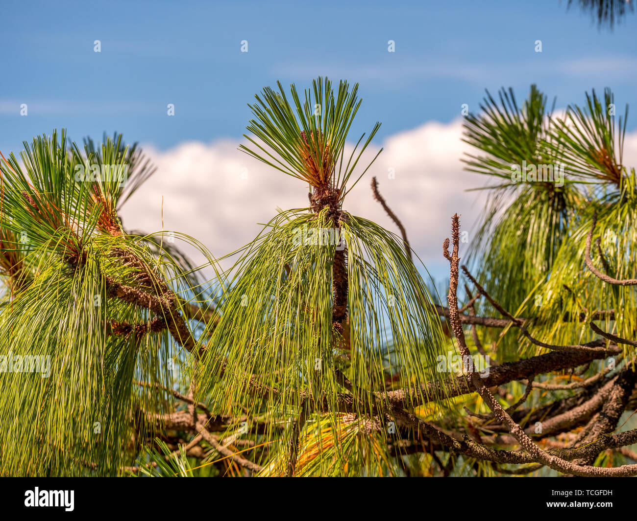 Close up image of a pine tree during day time Stock Photo