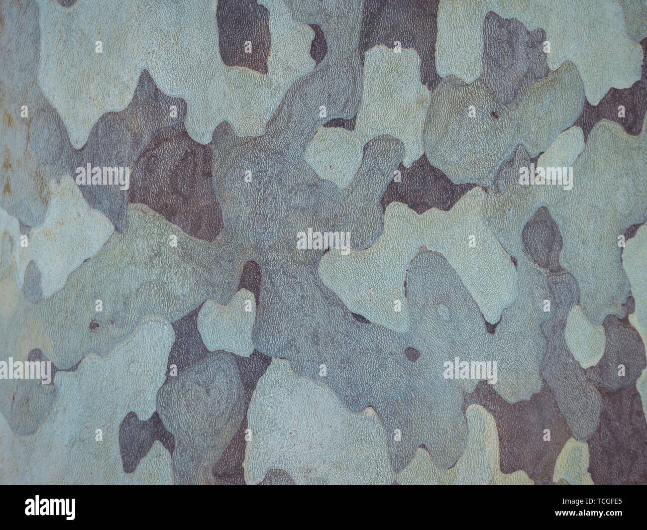 Close up image of bark in camoflouge style Stock Photo