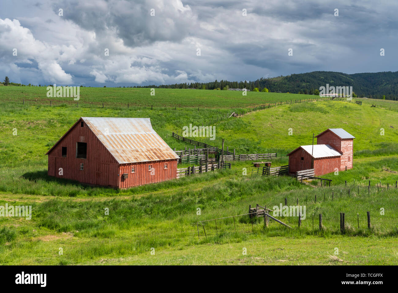 Red farm barns in a valley near Grangeville, Idaho, USA. America. Stock Photo