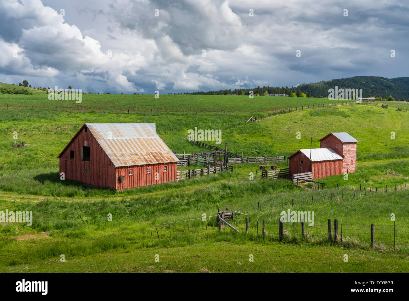 Red farm barns in a valley near Grangeville, Idaho, USA. America. Stock Photo