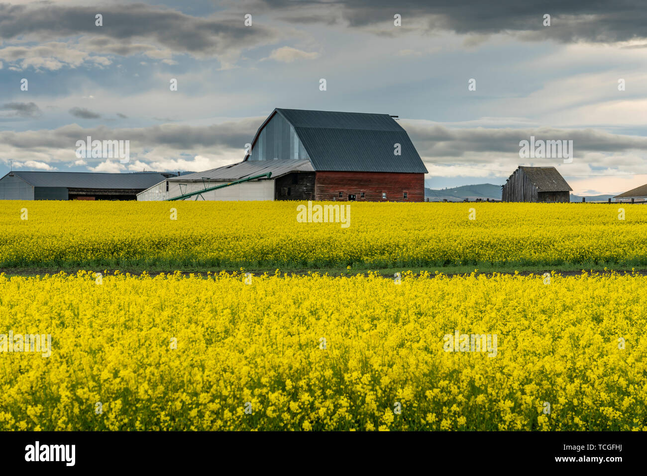 A blooming canola field near Grangeville, Idaho, USA, America Stock ...