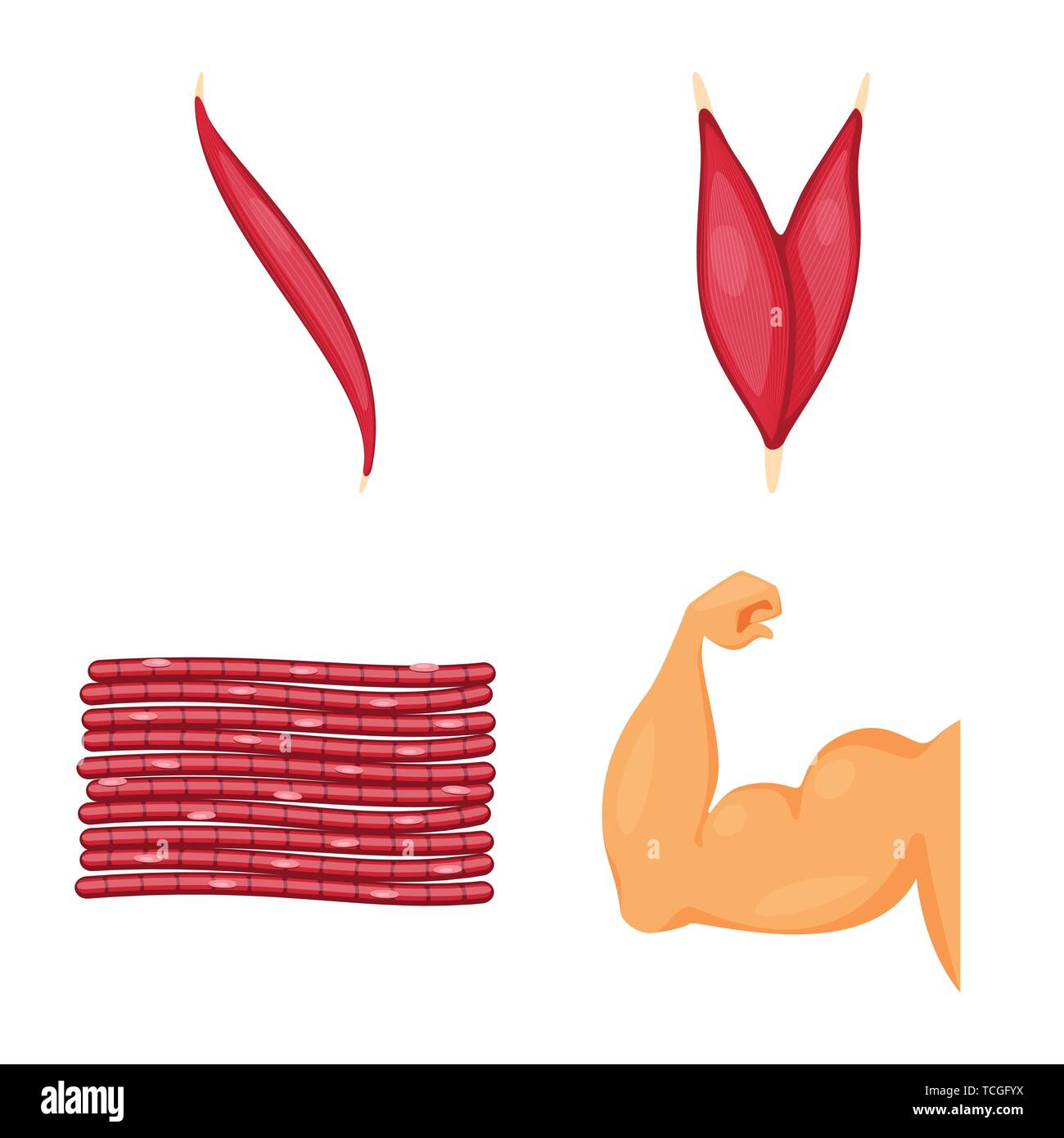 Vector illustration of muscle and cells icon. Set of muscle and anatomy ...