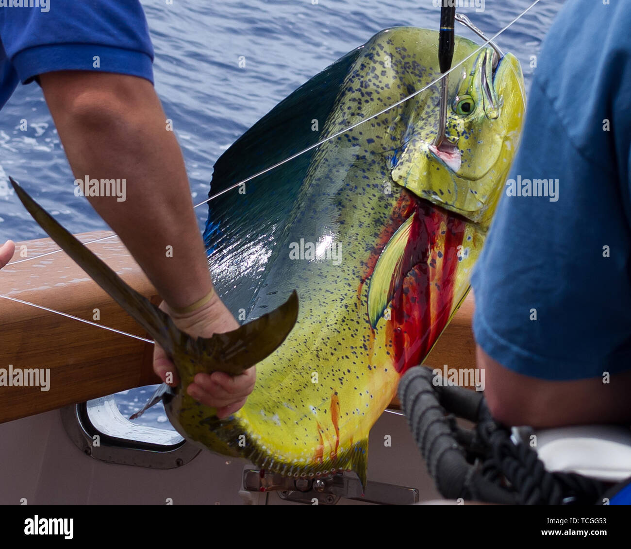 Mahi mahi hawaii hires stock photography and images Alamy