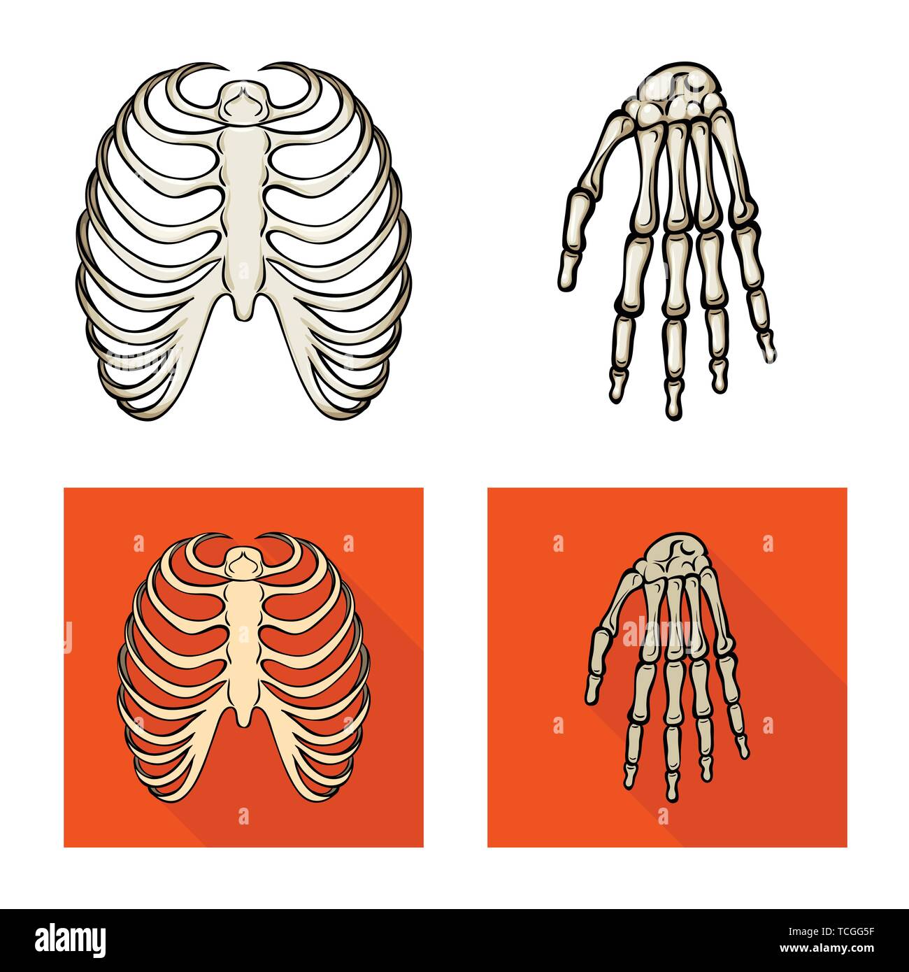 rib,wrist,cage,hand,xray,calcium,body,structure,spine,arm,sternum ...