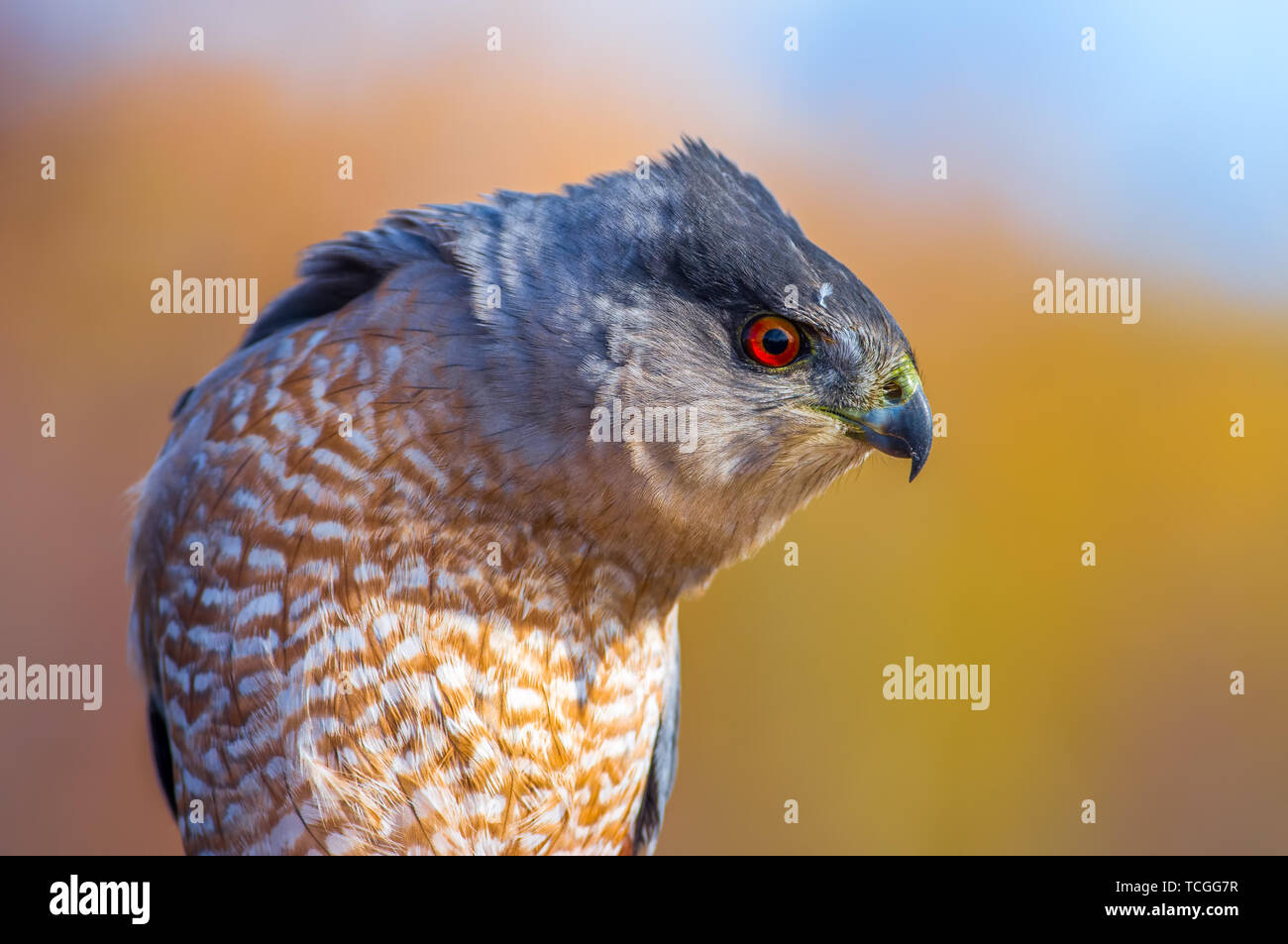Cooper's Hawk at Hawk Ridge Stock Photo Alamy