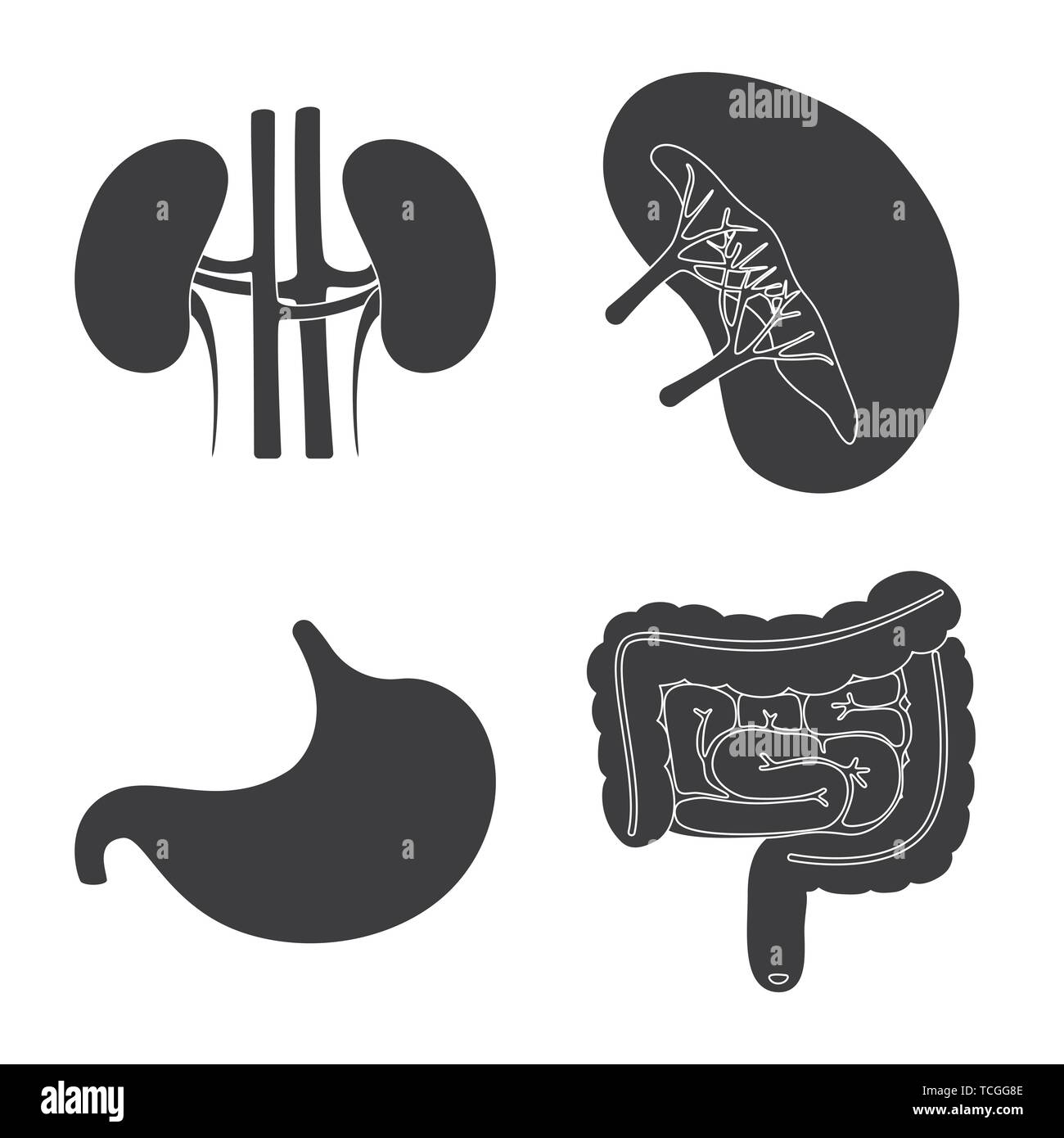 kidney,stomach,urinary,digestive,beans,gastric,intestine,transplant