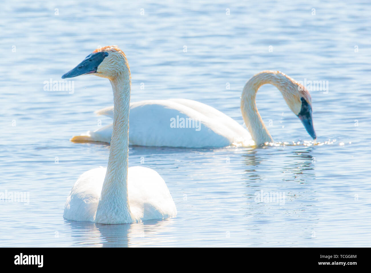 A pair of trumpeter swans - taken during Spring migrations at the Crex Meadows Wildlife Area in Northern Wisconsin Stock Photo